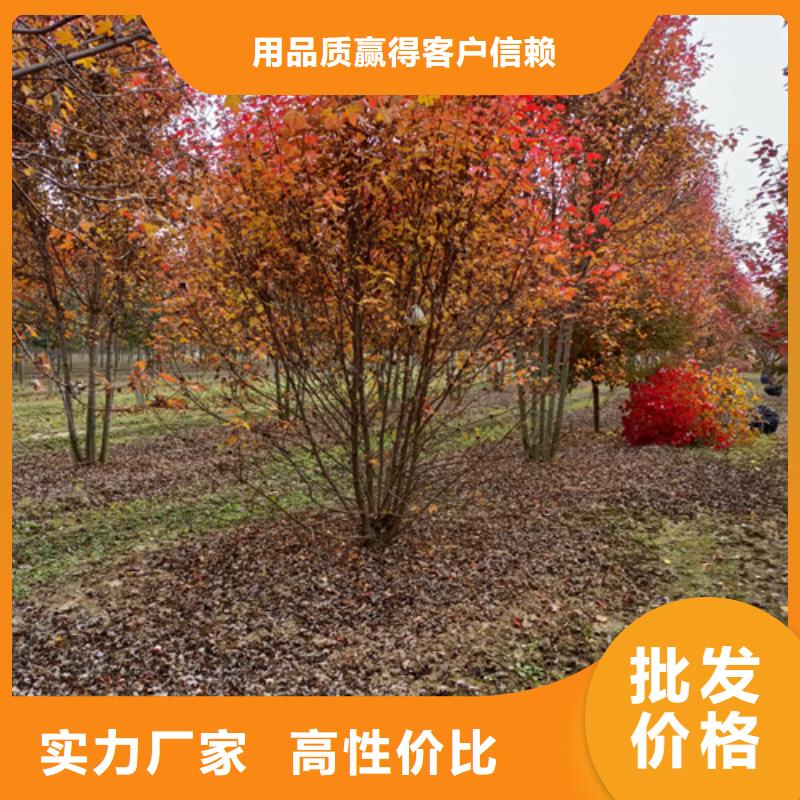 法桐行情十余年廠家