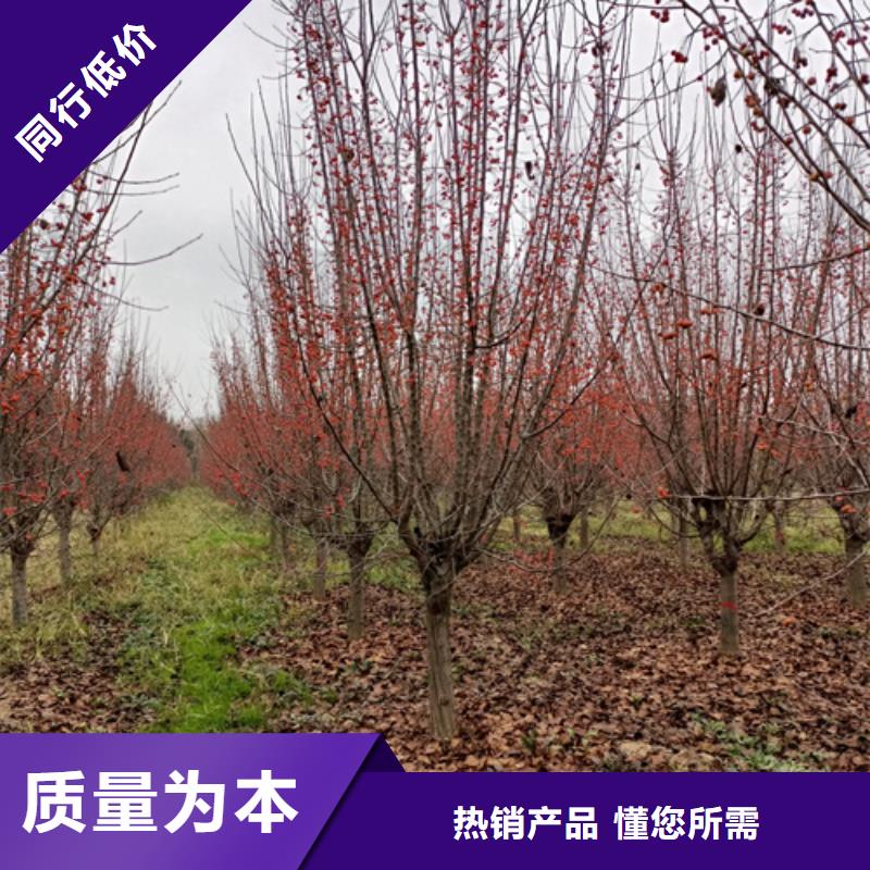 法桐炫麗海棠自主研發(fā)