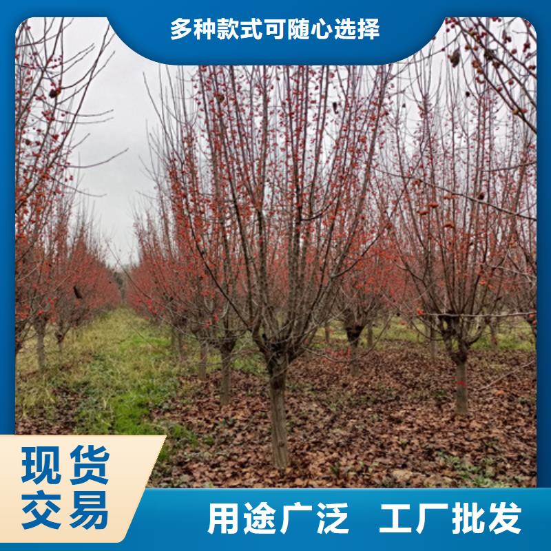 法桐美国红枫N年生产经验