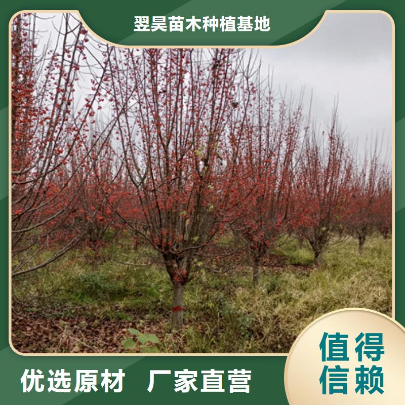 法桐,金葉復(fù)葉槭做工細(xì)致