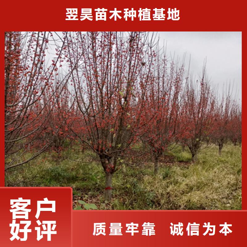 專業(yè)生產(chǎn)制造造型法桐供應(yīng)商
