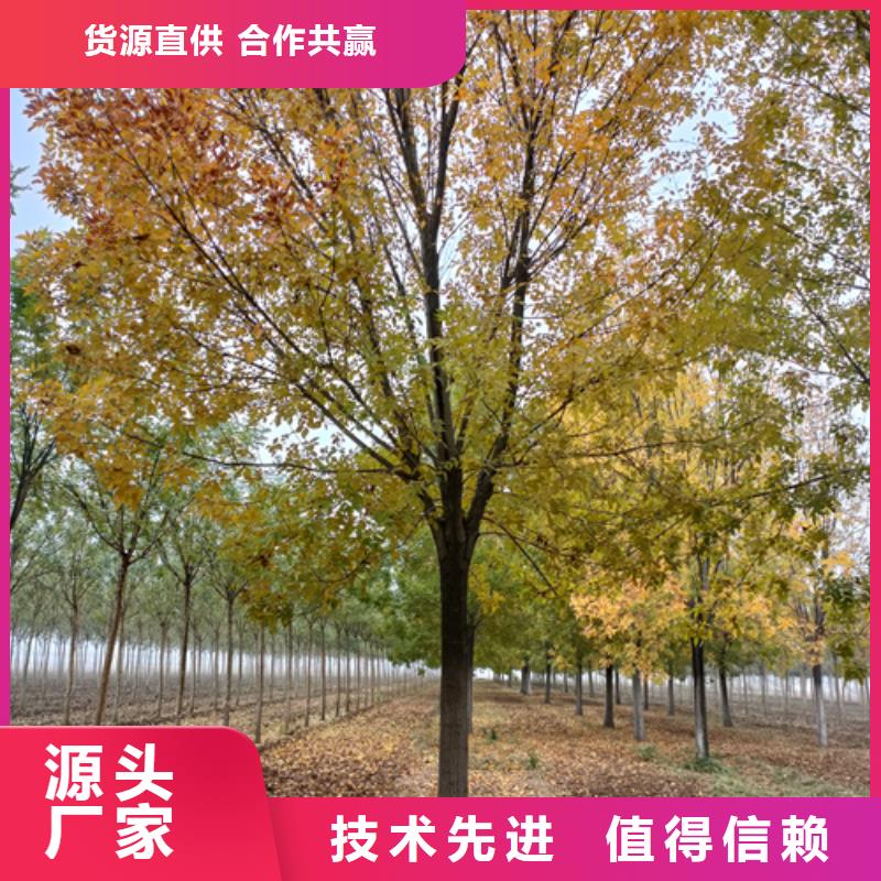 【法桐西府海棠用途廣泛】