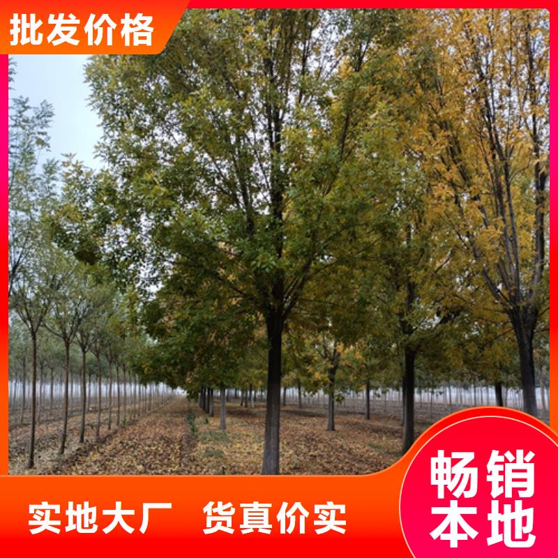 造型法桐市場(chǎng)價(jià)