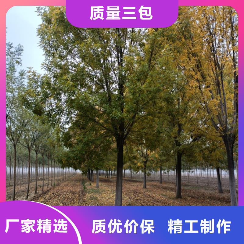 法桐截桿發(fā)帽專(zhuān)業(yè)完善售后
