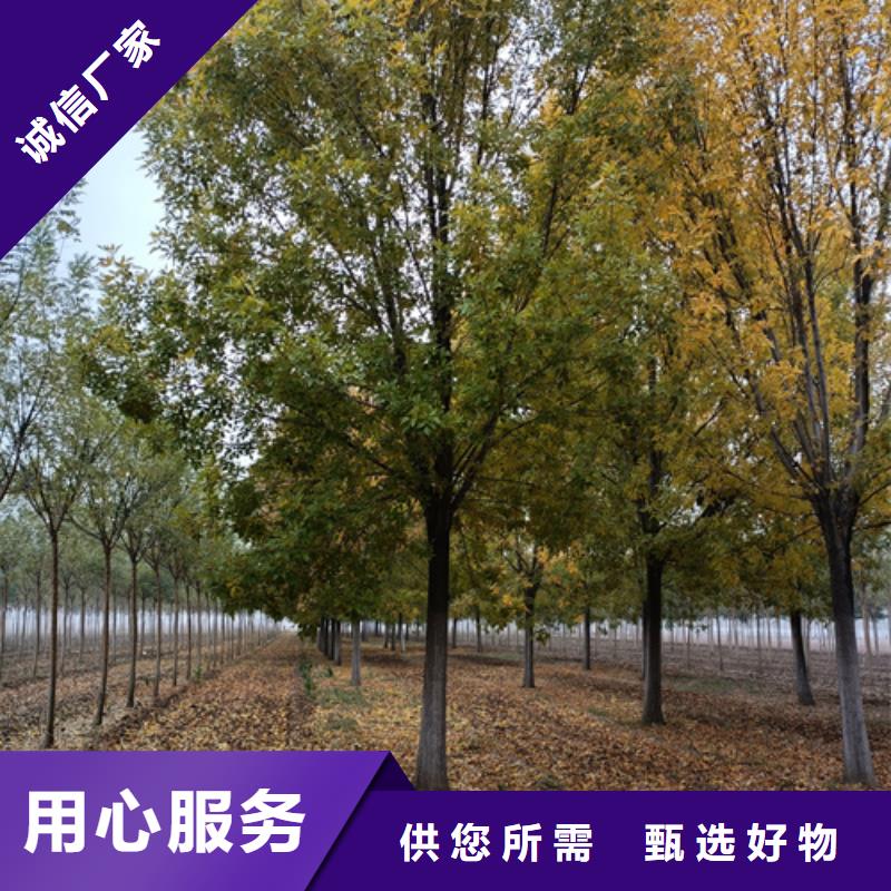 法桐黄金槐用心制作