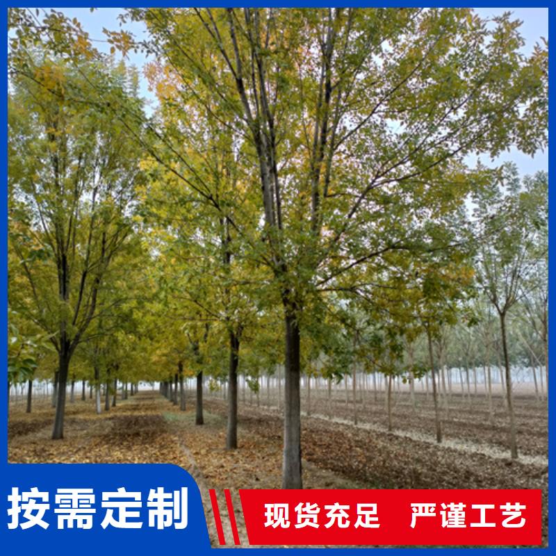 质量靠谱的法桐厂家