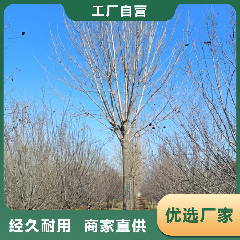 法桐金叶槐欢迎新老客户垂询