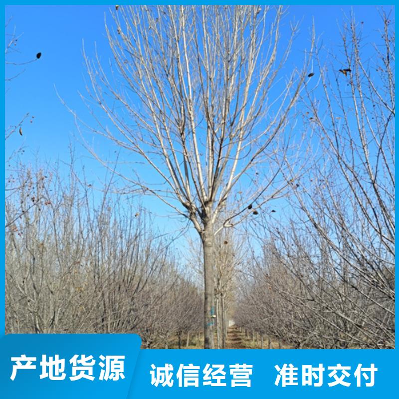法桐小苗、法桐小苗生产厂家_规格齐全