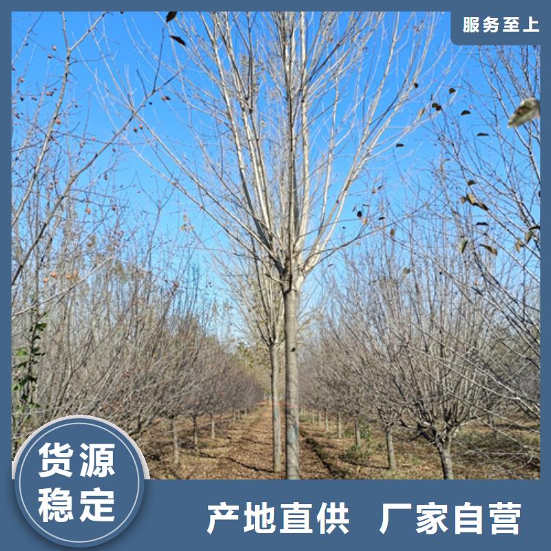 法桐櫻花質(zhì)量牢靠