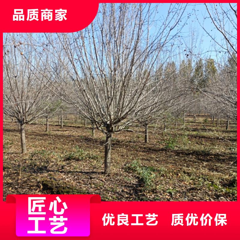 法桐,北京栾专业信赖厂家