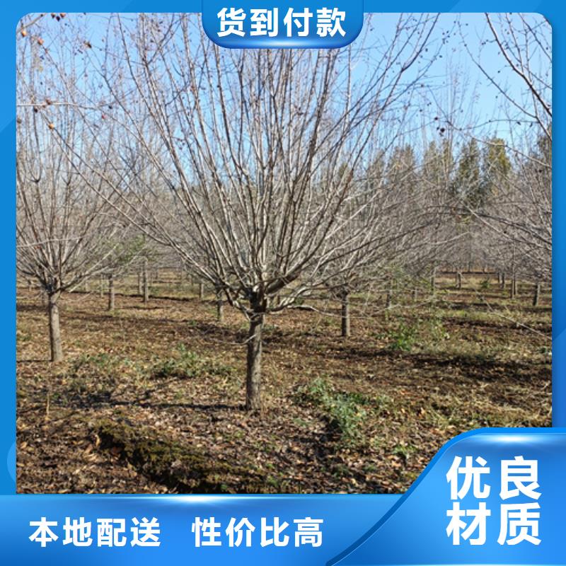 法桐,北京欒實(shí)體誠信廠家