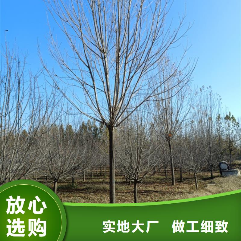 法桐樱花匠心工艺