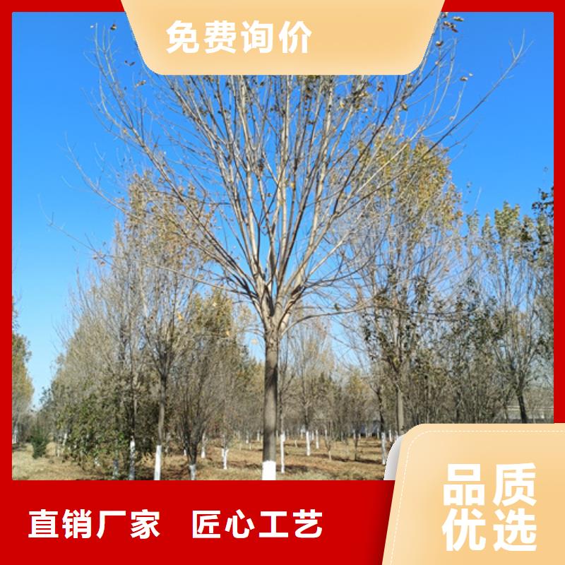 法桐_黃金槐安心購(gòu)