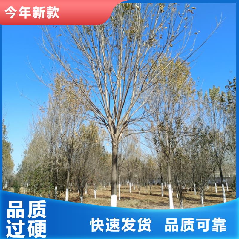 法桐北京欒質(zhì)量可靠
