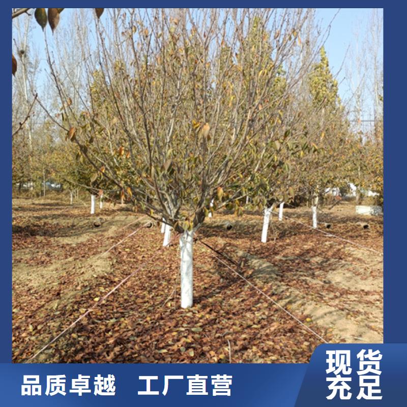 法桐,北京栾专业信赖厂家