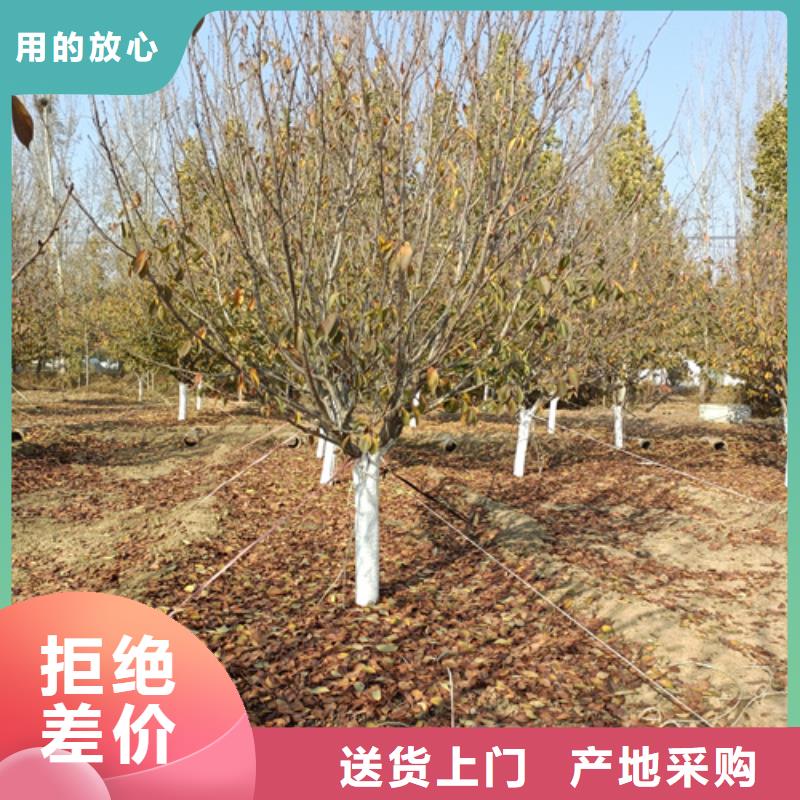 法桐-物美價(jià)廉
