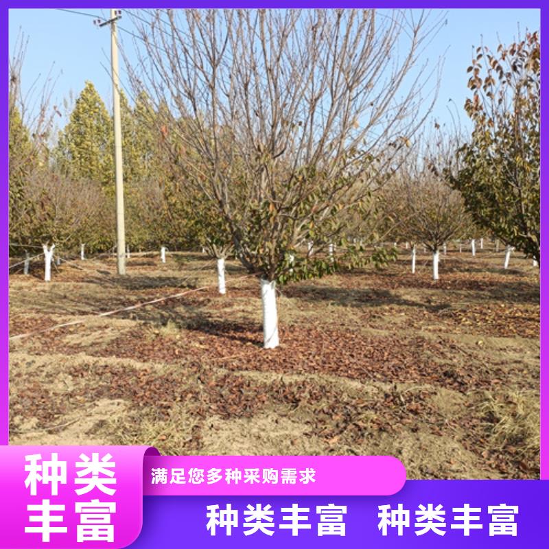 法桐,北京栾实体诚信厂家