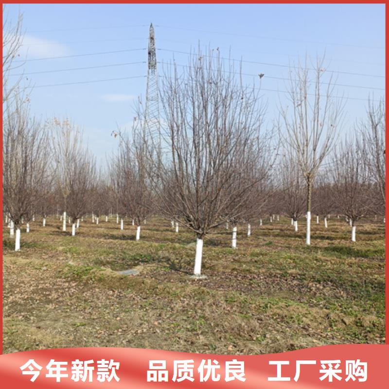 法桐美国红枫自产自销