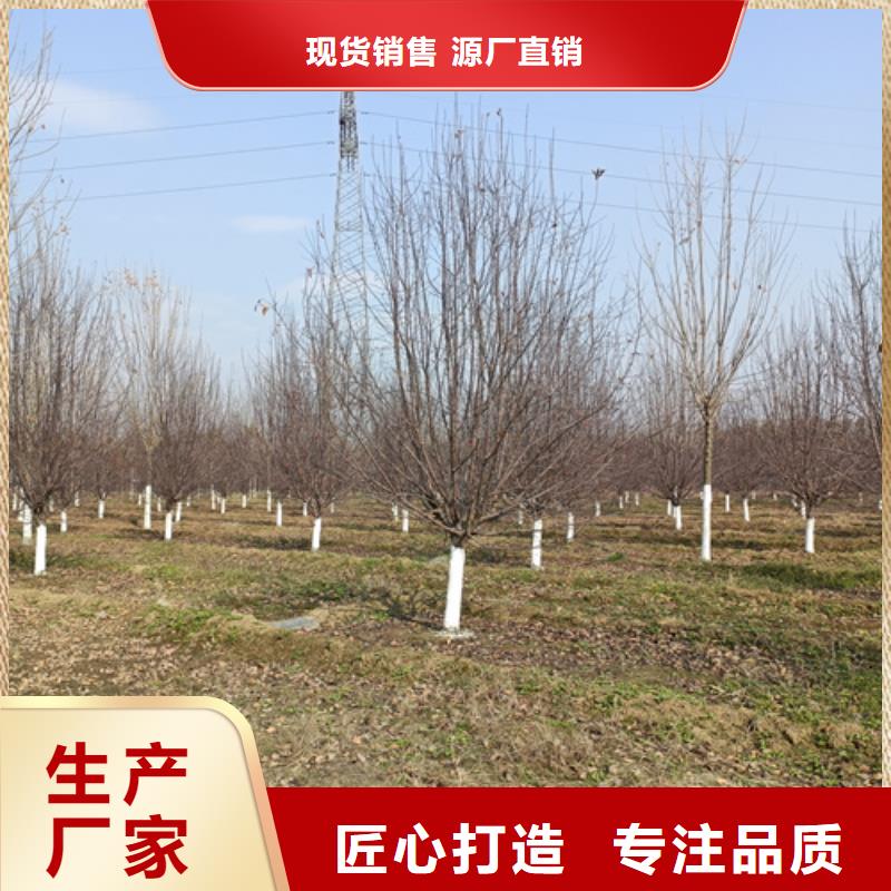 法桐,五角枫好厂家有担当