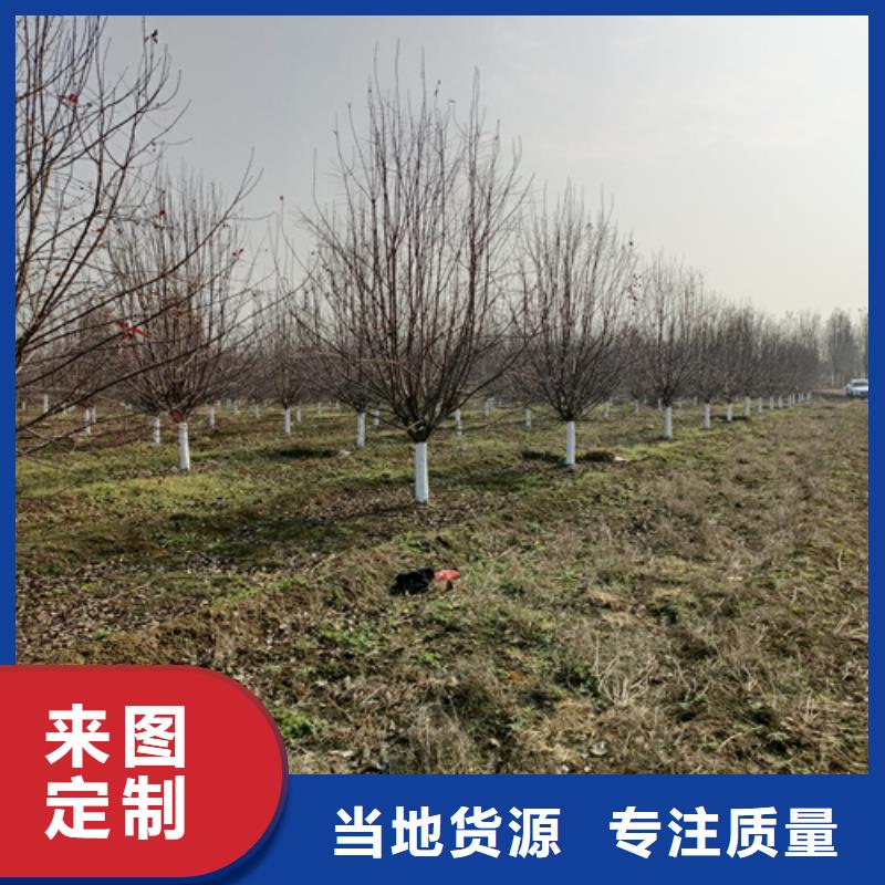 生產(chǎn)法桐的批發(fā)商