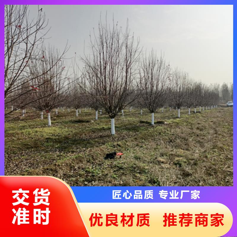 法桐國(guó)槐好產(chǎn)品有口碑