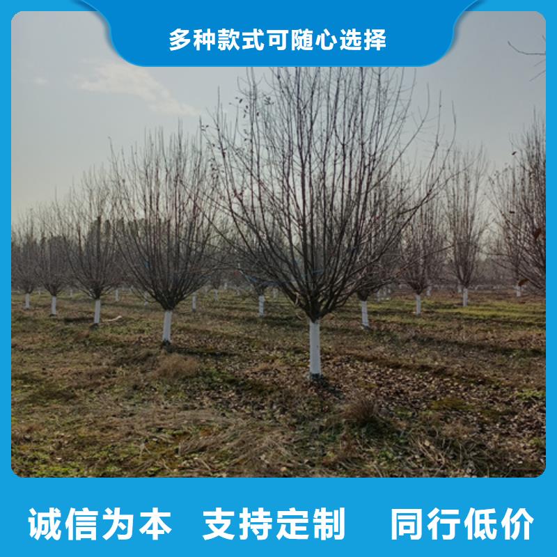法桐,五角枫超产品在细节