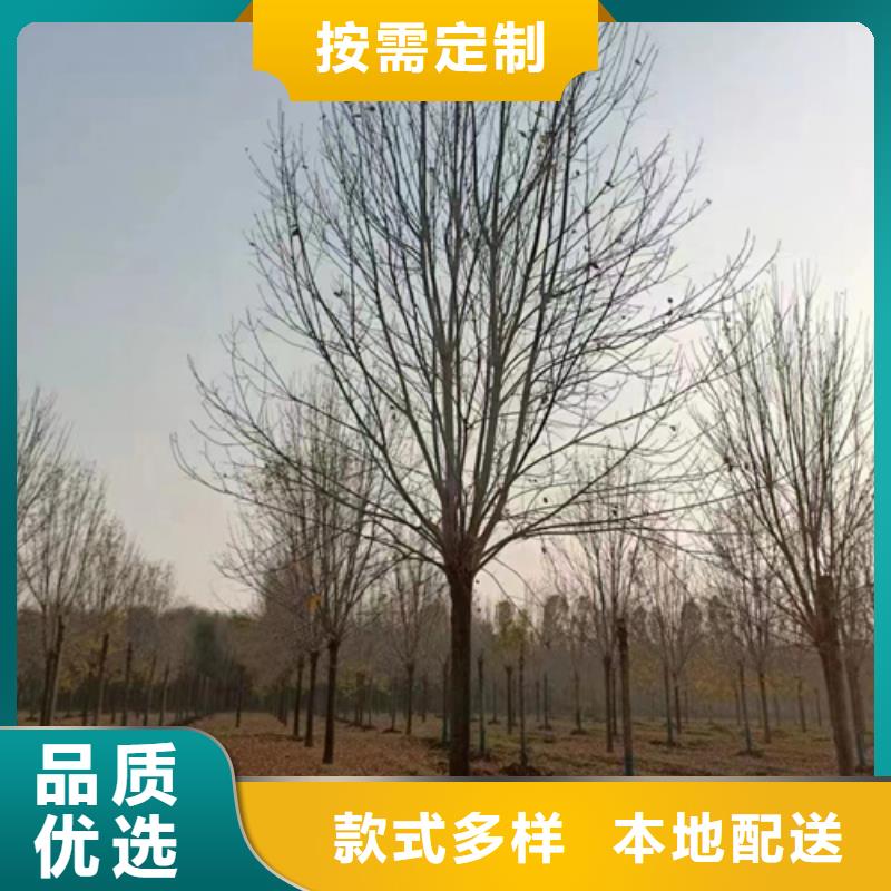 法桐,五角枫好厂家有担当