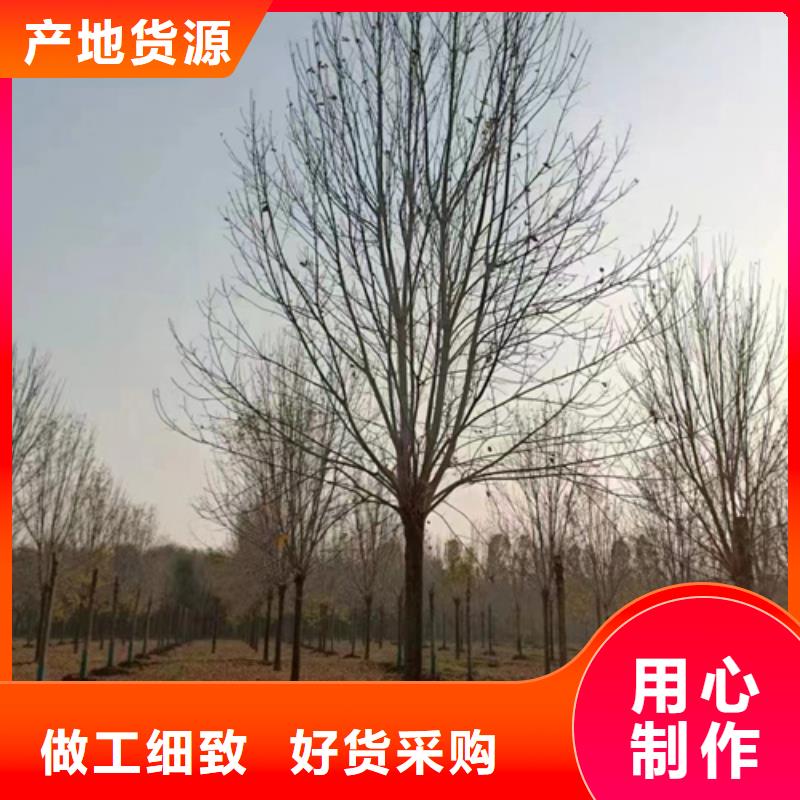 造型法桐价格合理绿化苗木