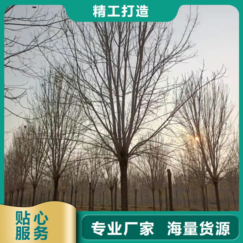 法桐黄金槐用心制作