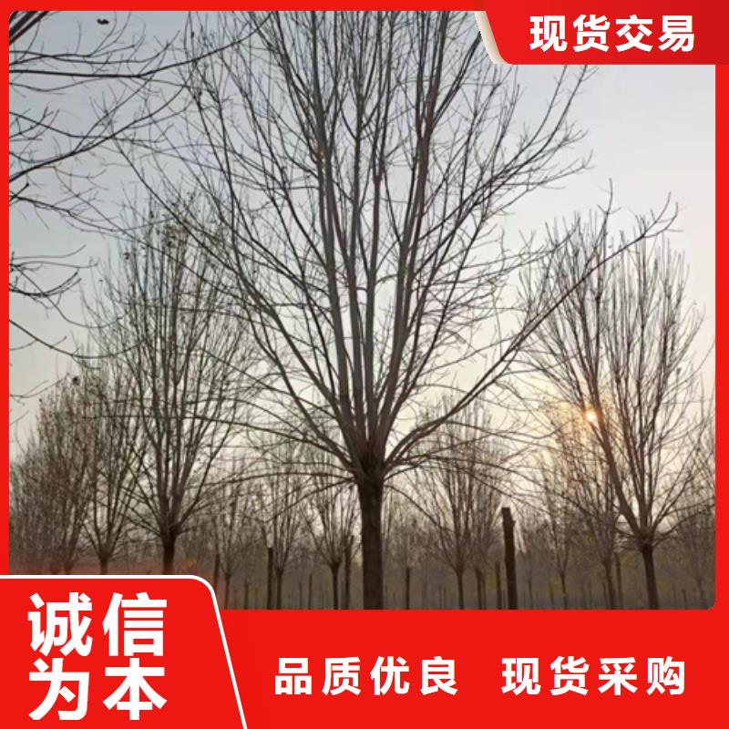 法桐价格优惠苗木基地