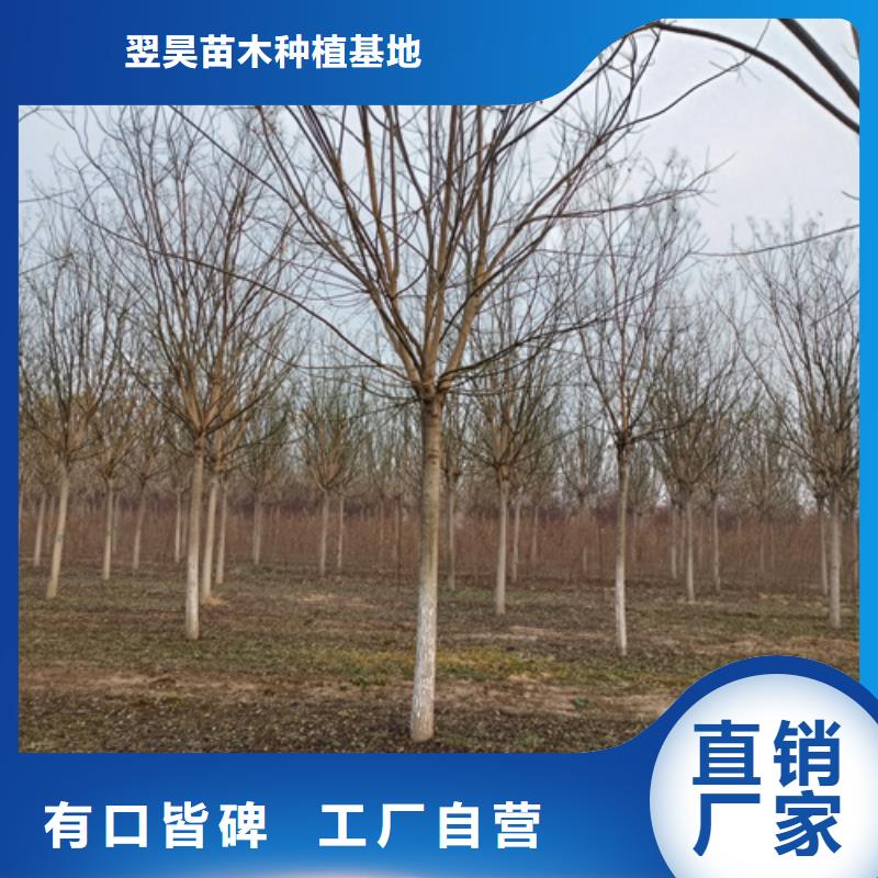 法桐垂絲海棠廠家