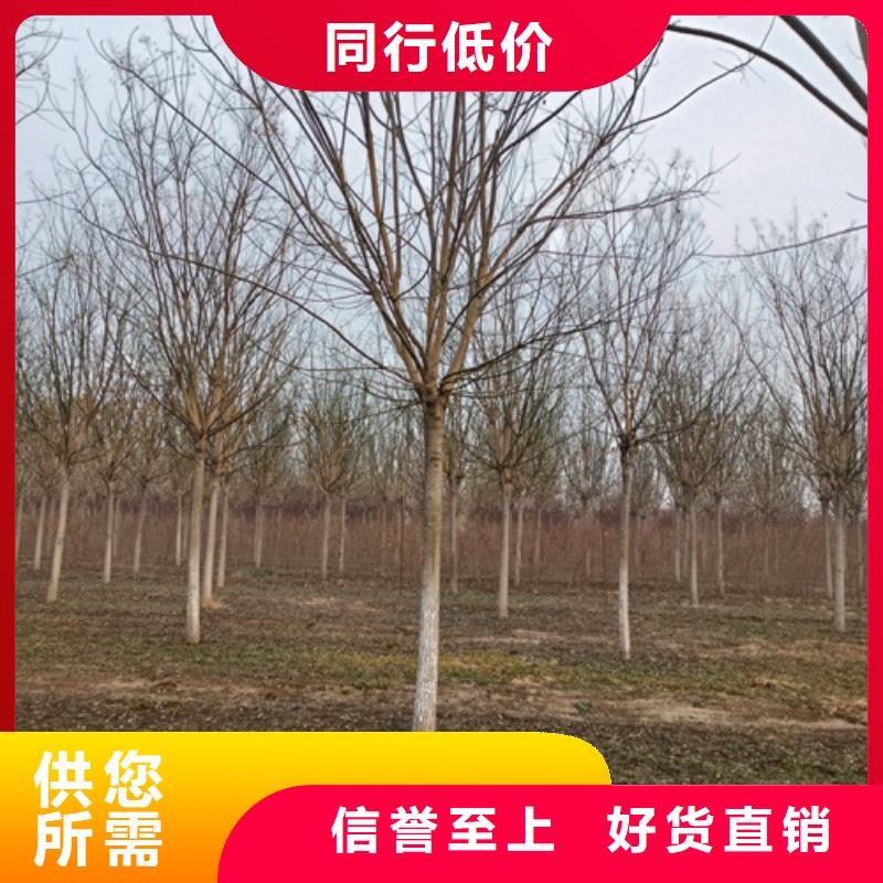 法桐厂家规格全