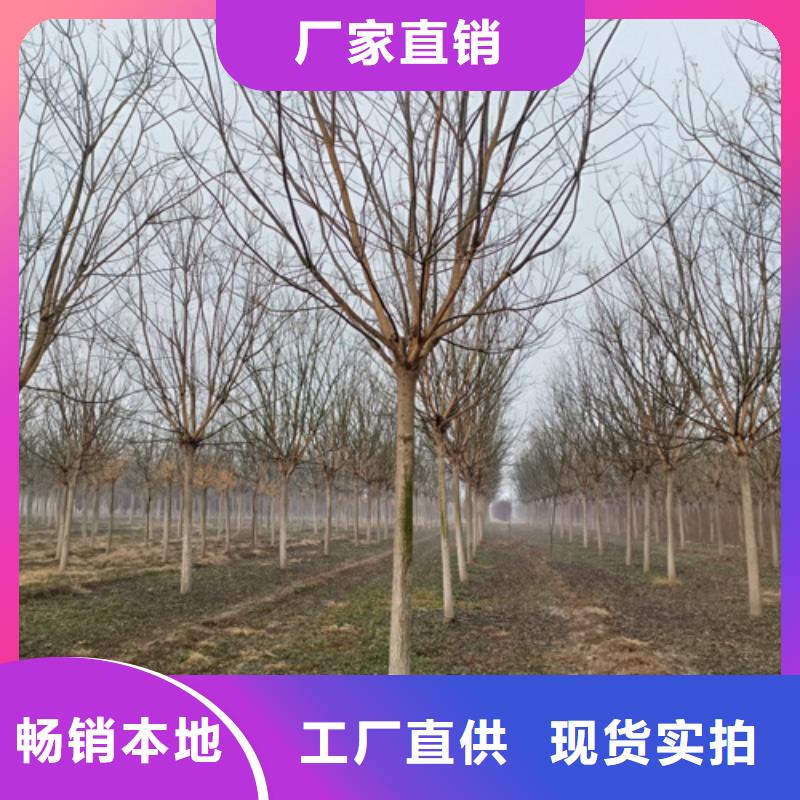 法桐美国红枫不只是质量好