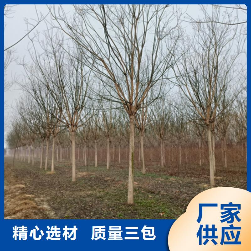 法桐北京欒實(shí)力廠家
