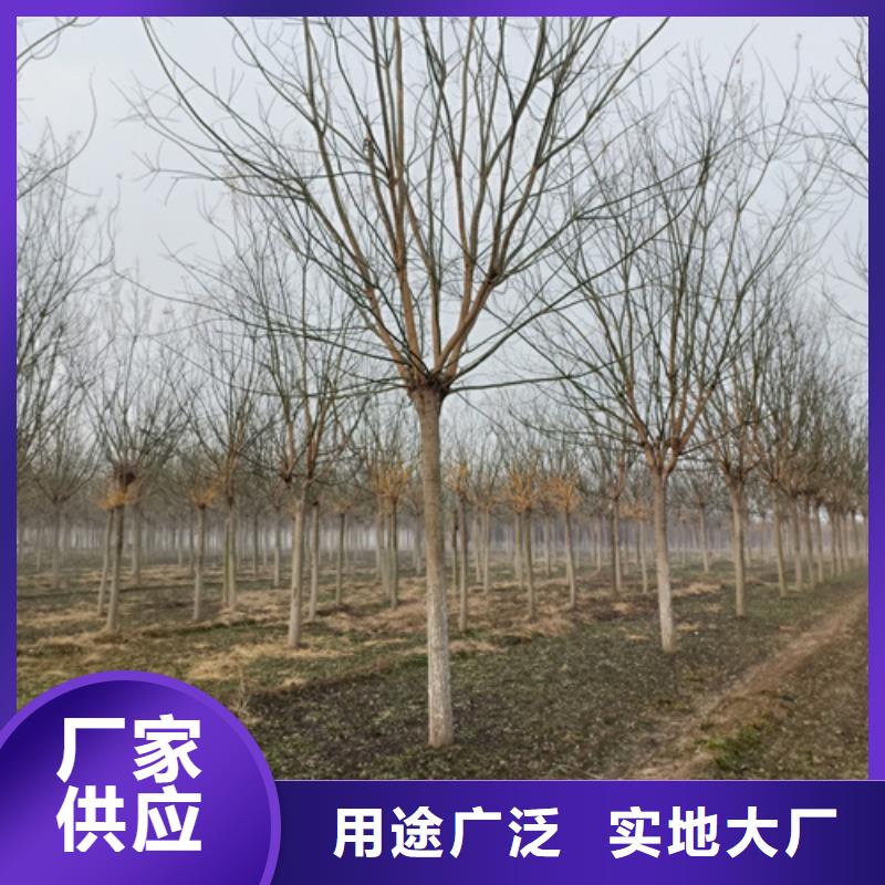 法桐,金葉復(fù)葉槭做工細(xì)致