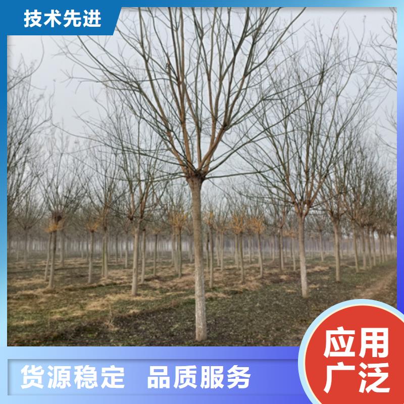 法桐-黃金槐優(yōu)質(zhì)貨源