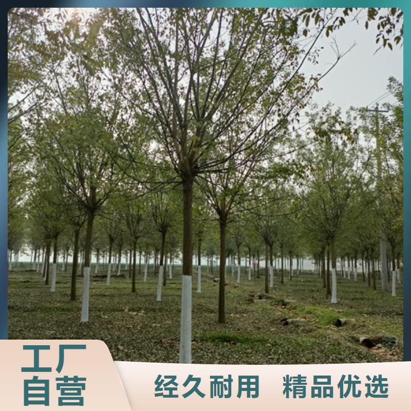 法桐黄金槐市场报价
