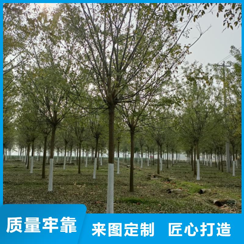 法桐截桿發(fā)帽批發(fā)供應(yīng)