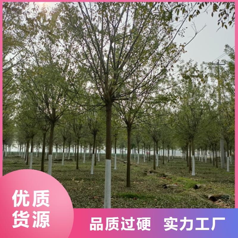 法桐小苗实力雄厚