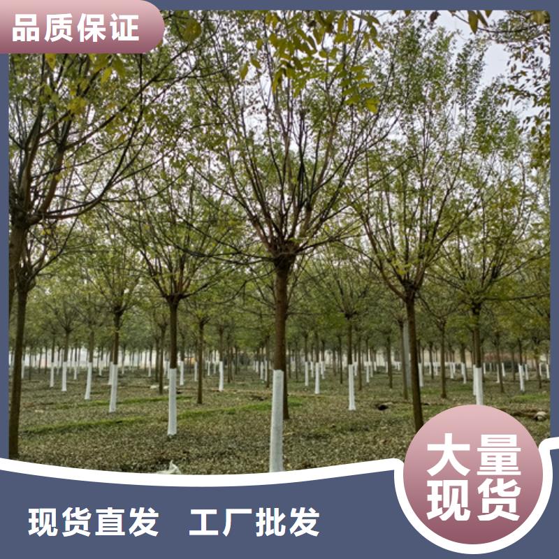 法桐,秋紫白蠟誠信經(jīng)營質(zhì)量保證