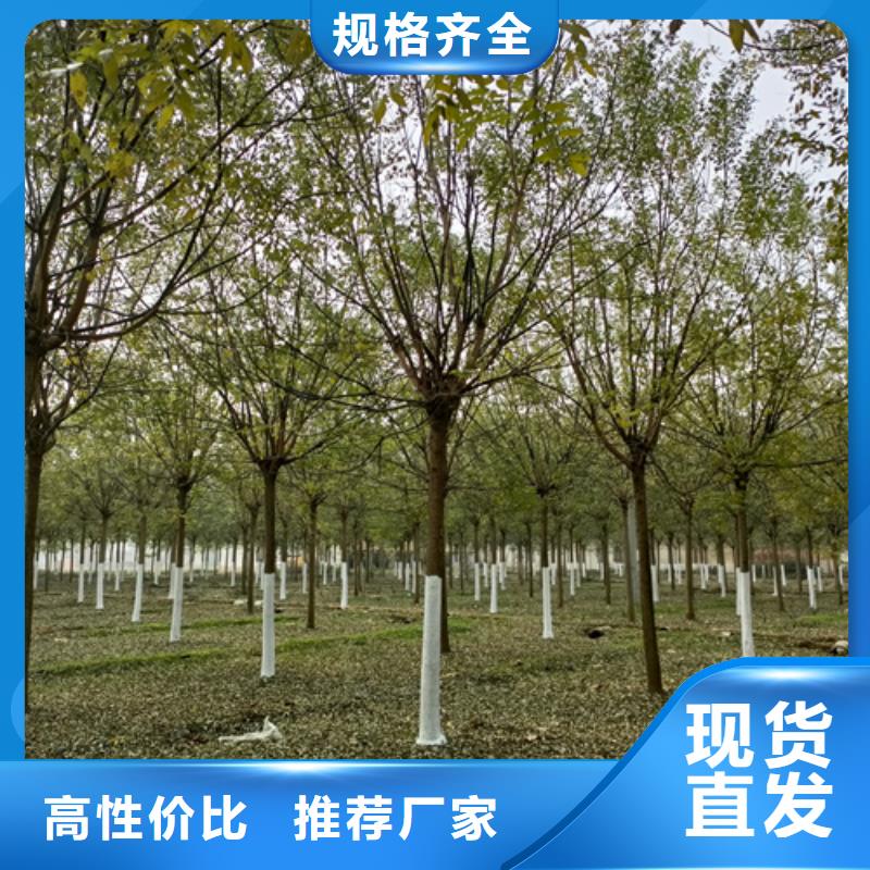 法桐美國紅楓行業(yè)優(yōu)選