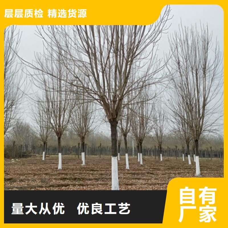 法桐厂家规格全