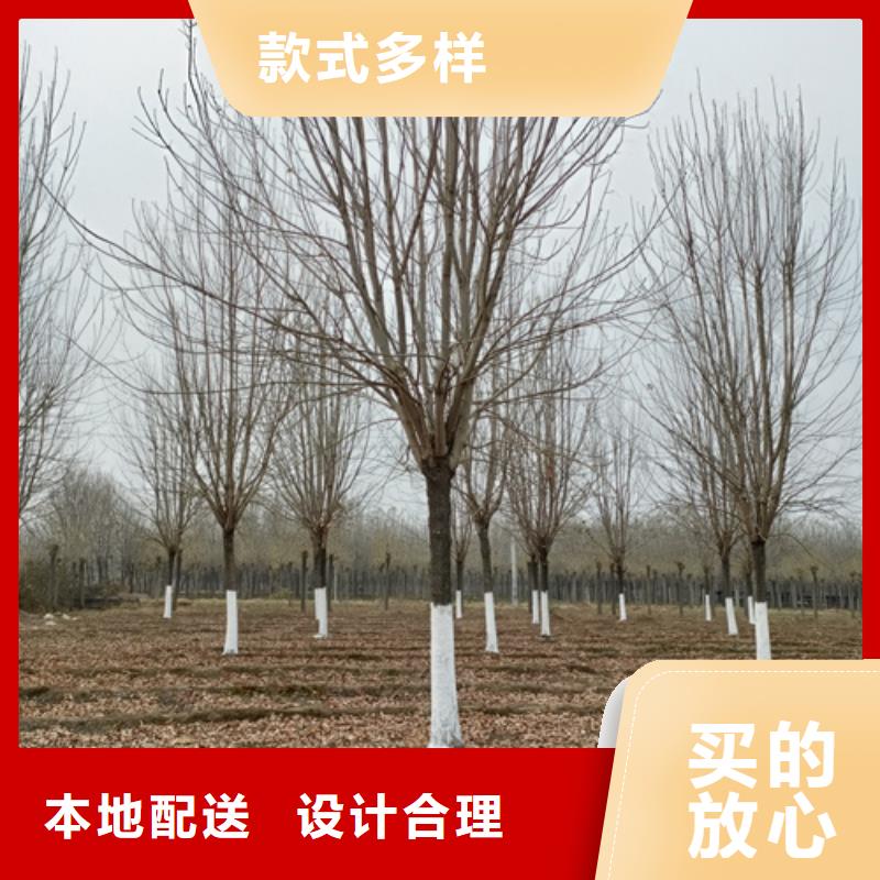 法桐,北京栾专业信赖厂家