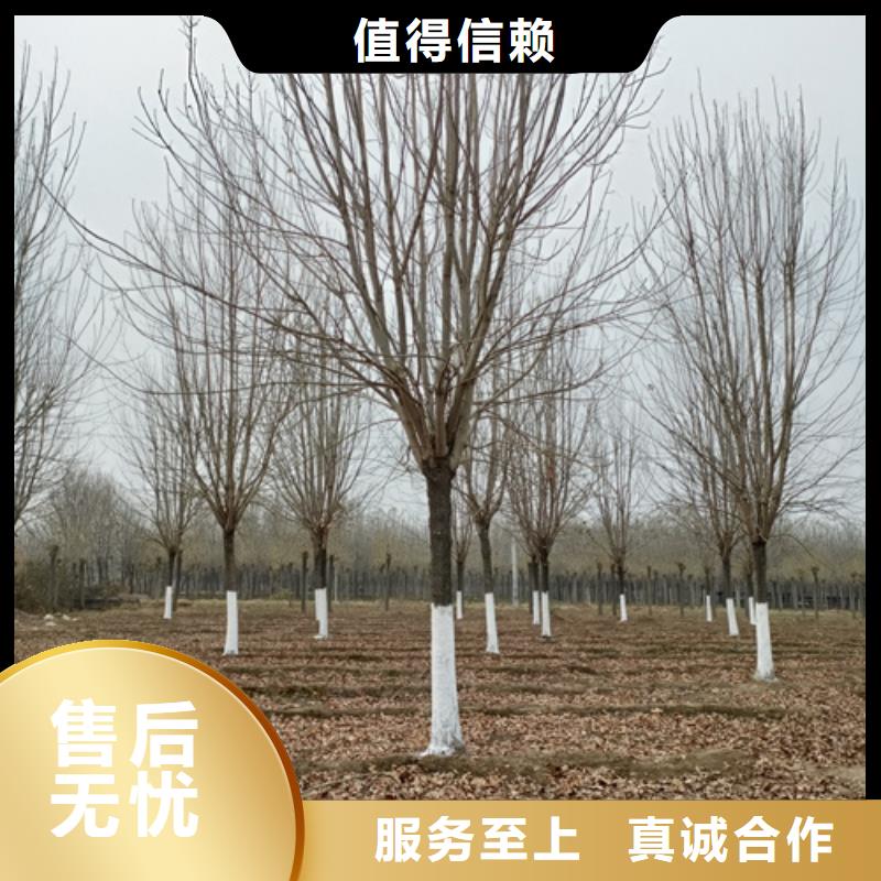 法桐秋紫白蠟設(shè)備齊全支持定制