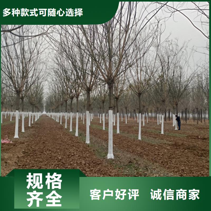 法桐擁有核心技術(shù)優(yōu)勢(shì)