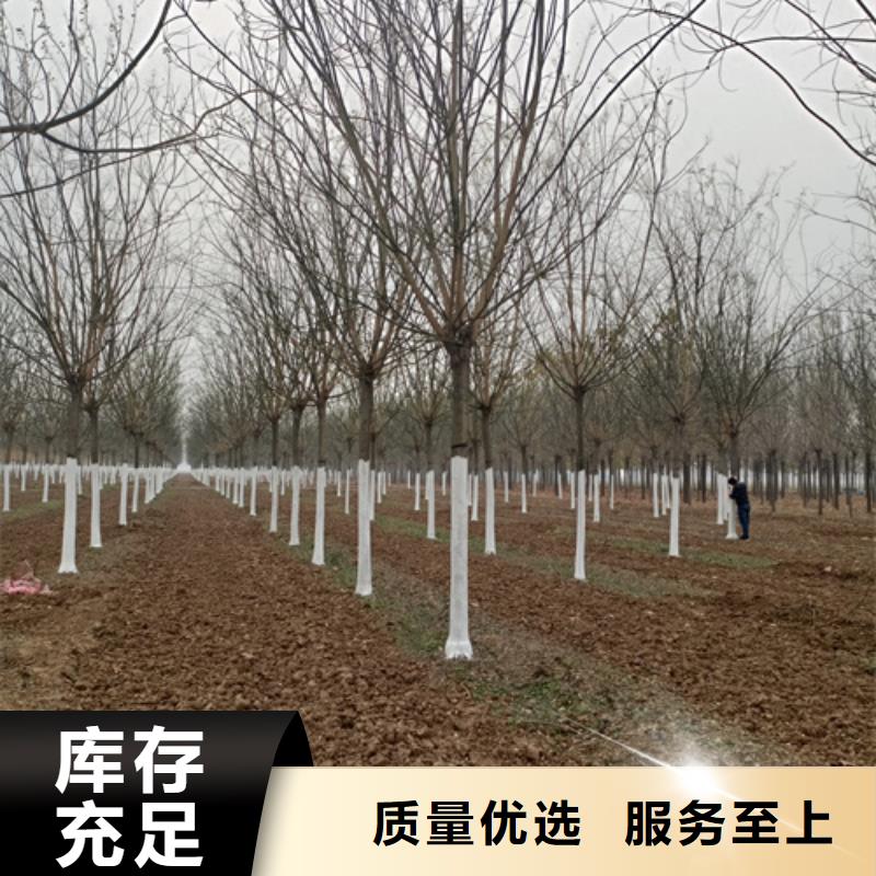 法桐,北京栾实体诚信厂家