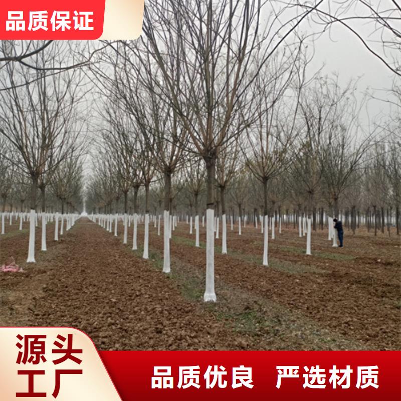 造型法桐靠谱厂家