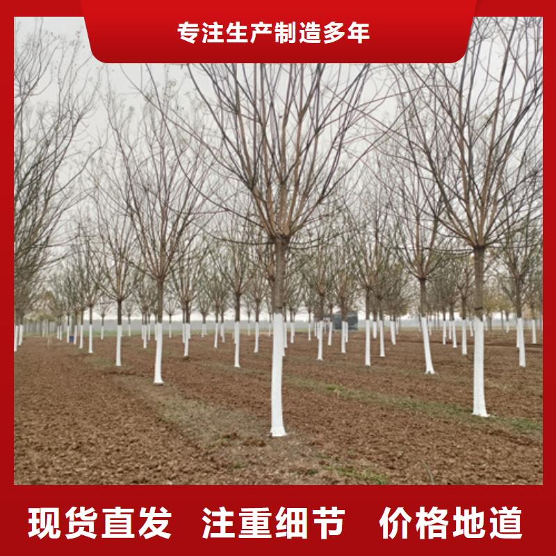 法桐現(xiàn)貨直供苗木基地