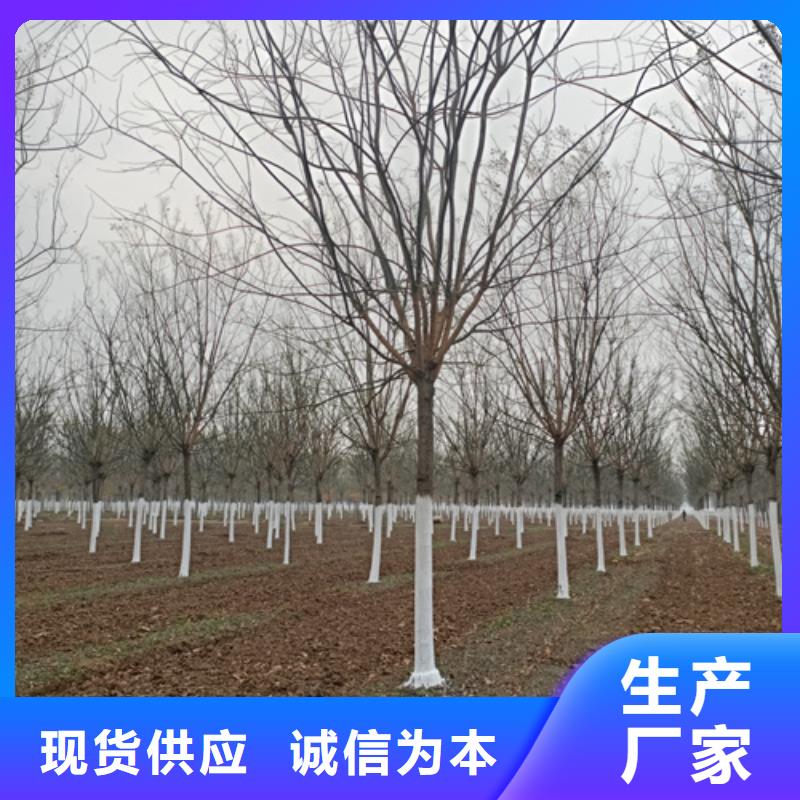 【图】速生法桐厂家