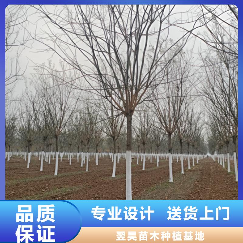 法桐_截桿發(fā)帽實(shí)力廠家直銷(xiāo)